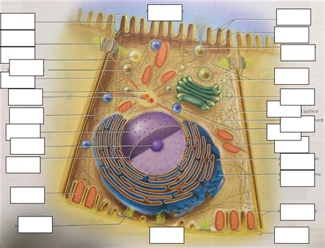 cell  diagram quizlet