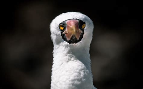 Birds That Look They Are Wearing Sunglasses Audubon California