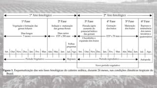 Morfologia E Fenologia Do Cafeeiro Ppt