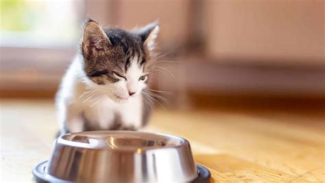 3 Best Wet Kitten Foods For Health 2022 Simply Cat Care