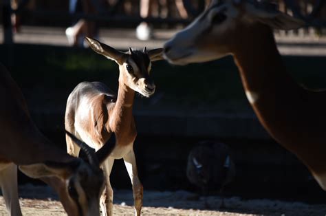 EN IMAGES Ces animaux qui pourraient très bientôt disparaître