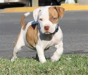 Son Pitbulls Buenos Perros De Interior