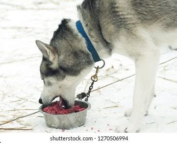 Cute Siberian Husky Eating Raw Meat L Sanpiero