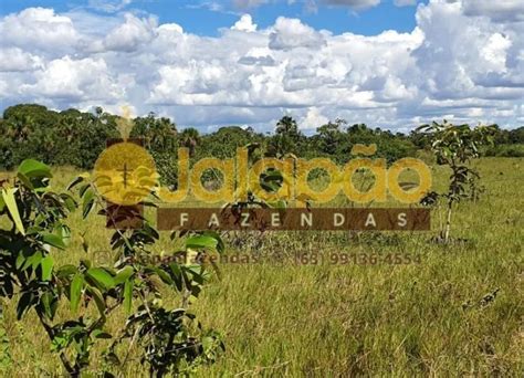 Fazenda No Tocantins Jalap O Fazendas