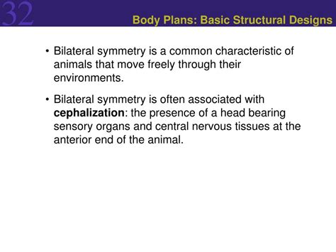 animal origins   evolution  body plans powerpoint
