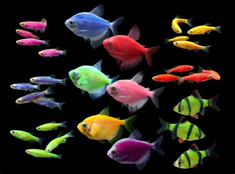 glofish fluorescent fish group photo   striped green barb