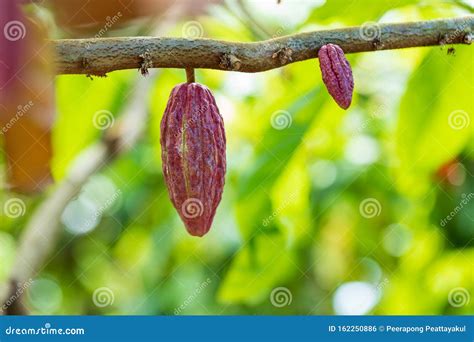 Cacao Tree Theobroma Cacao Organic Cocoa Fruit Pods In Nature Stock