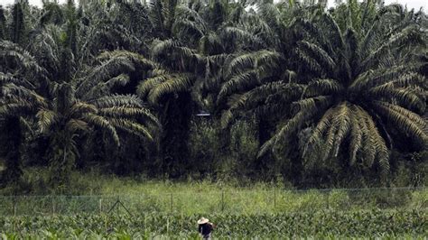 Kabar Gembira Bagi Kebun Sawit Ilegal Di Riau Ini Solusinya