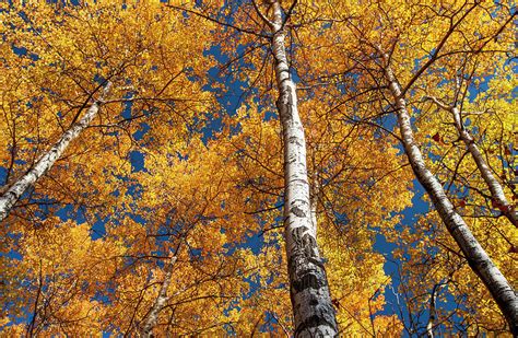 Poplar Trees Autumn Photograph By Dave Reede Pixels