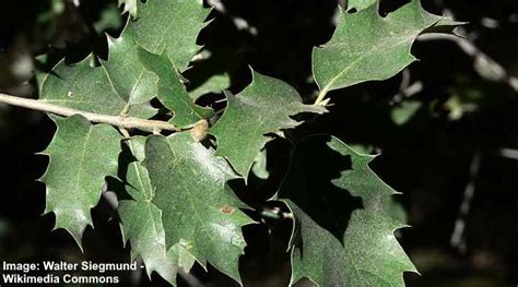 California Oak Trees (With Pictures) - Identification Guide