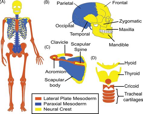 Endochondral Ossification Vs Intramembranous Ossification