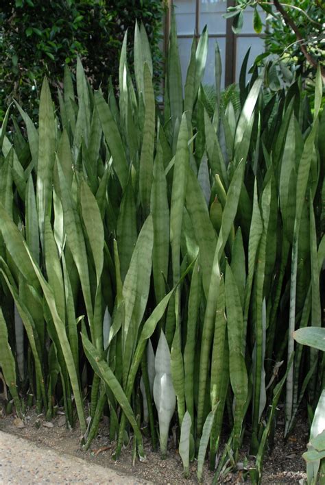 Snake Plant Dracaena Trifasciata North Carolina Extension Gardener