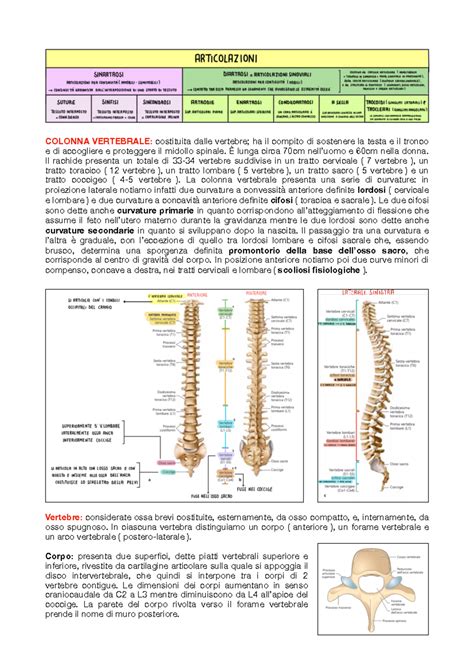 Appunti Locomotore Sbobine COLONNA VERTEBRALE Costituita Dalle