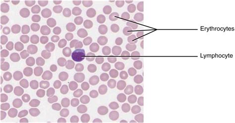 What Are Fluid Connective Tissue