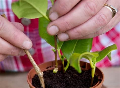 Cómo cultivar Camelias y todos sus cuidados Eco Jardín Mágico