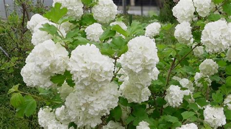 存在感のある白い花で春から夏までつなぐ庭 植えっぱなしで毎年咲く らくちんガーデニング（sakura） エキスパート Yahooニュース