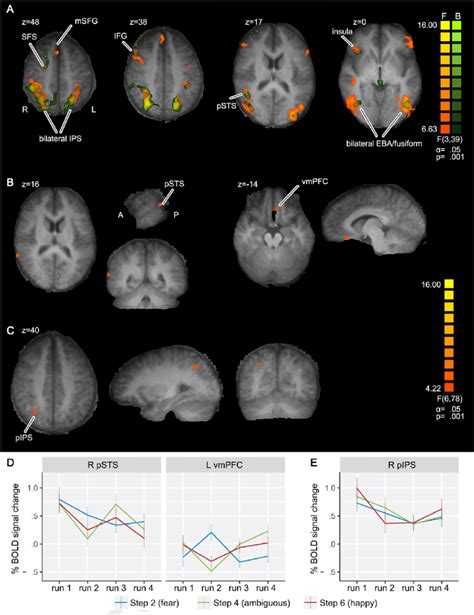 E Whole Brain ANOVA Of Run Gender Morph For Face And Body Stimuli