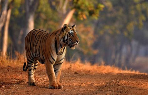 20 Tiger Safaris In India Best Time To Visit And Entry Fee