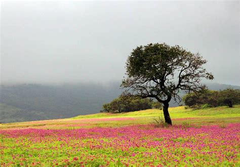 Exploring The World: Kas Pathar - Valley of Flowers