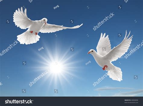 Two White Doves Flying On Clear Stock Photo 28083898 Shutterstock