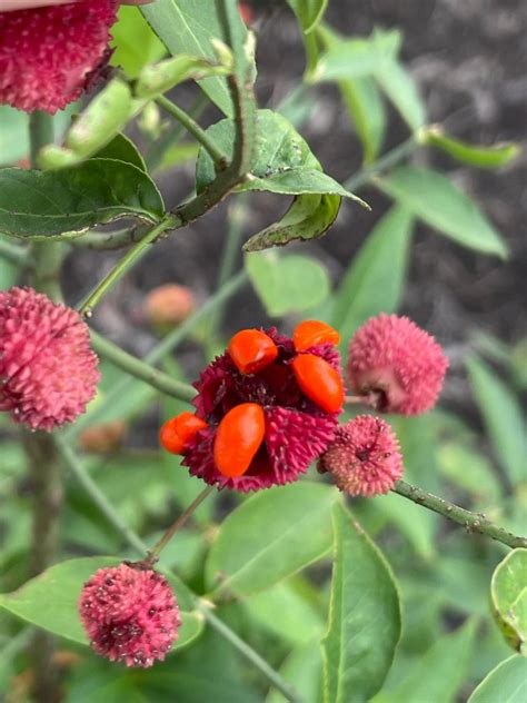 American Strawberry Bush Woody Warehouse Nursery Inc Lizton In