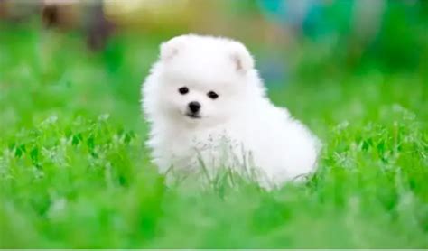 Pomeranian Puppies - Care And Training Tips You Need To Know