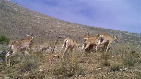 Anadolu yaban koyunu sürüsü fotokapana yakalandı Dailymotion Video