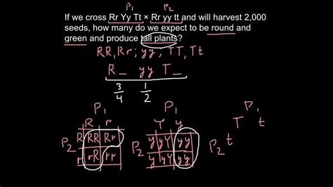 How To Calculate A Genotype With A Rule Of Probability Youtube