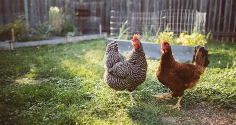 Garden Clean Up Get Season Help From Your Chickens Farmers