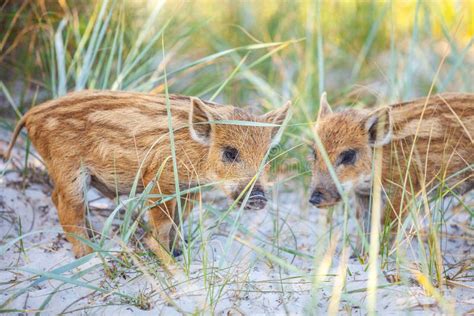 Wild Piglets Feeding Themselves Stock Image - Image of swine, omnivores ...