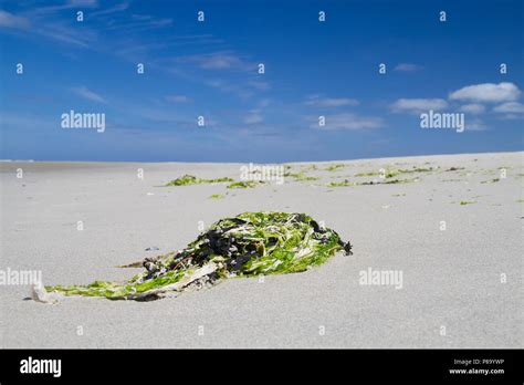 Algas Lavadas En Tierra Fotograf As E Im Genes De Alta Resoluci N Alamy