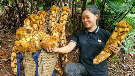 Harvest Coolie Ferns Bring To The Market To Sell Refreshing The