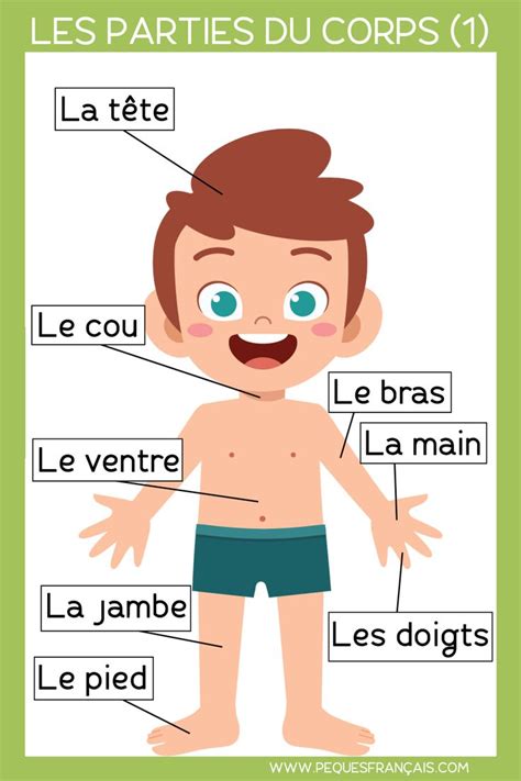 Las Partes Del Cuerpo En Franc S Educational Activities French