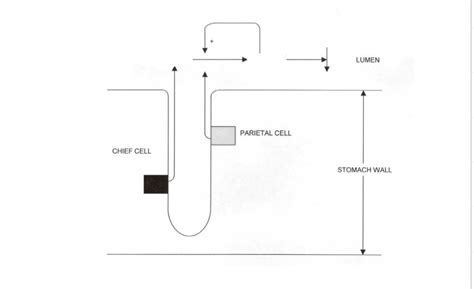 Animal Nutrition - Protein Digestion Diagram | Quizlet