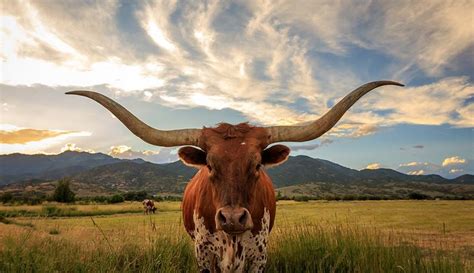 Quick Guide: Unique State Symbols of Texas That Might Surprise You