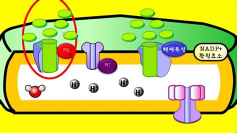 생명과학2 1단원 5강 광합성2 명반응light Reaction물의 광분해 비순환적 광인산화 순환적광인산화 Youtube