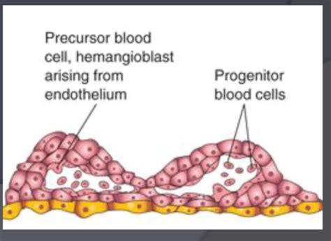 Embryology Vascular Flashcards Quizlet