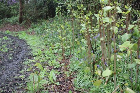 Japanese Knotweed The Fumbally