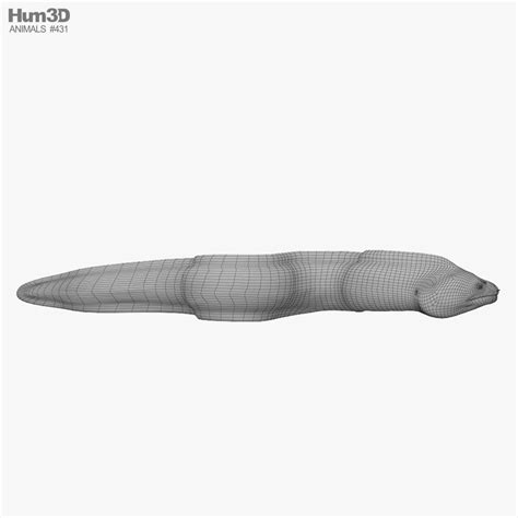 Muraena 3D model - Download Fish on 3DModels.org