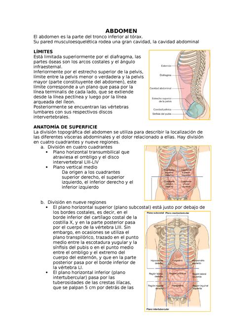 Anatomía De Abdomen Límites Anatomía De Superficie Abdomen El