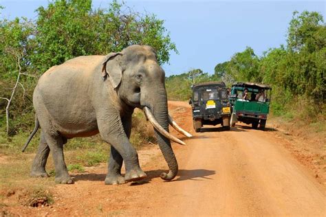 Travel To Galle From Ella With Udawalawe National Park Safari On The