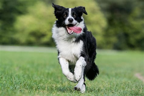 Border Collie Im Rasseportr T