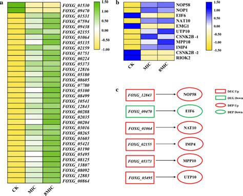 Heatmaps Of The Degs A And Deps B And Diagram Of Degs And