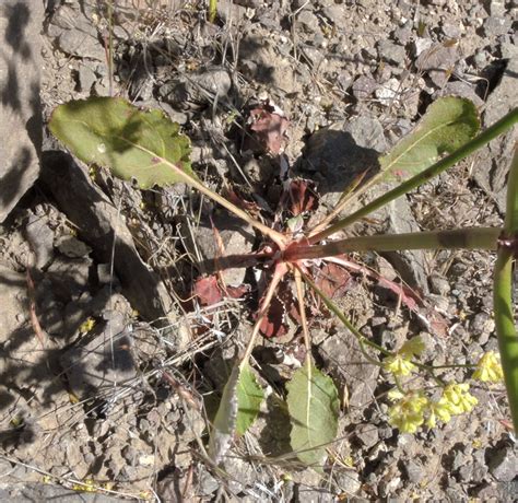 Nude Buckwheat Photos Page