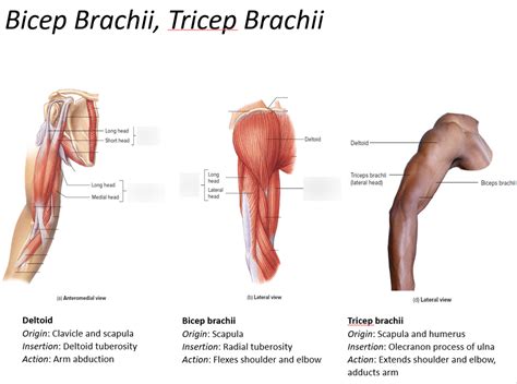 Image Result For Biceps Brachii Origin And Insertion Biceps, 49% OFF