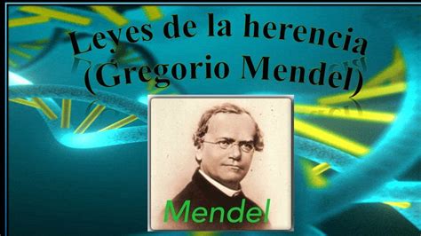 Leyes De Mendel Las Leyes De Mendel Son El Conjunto De Reglas B Sicas