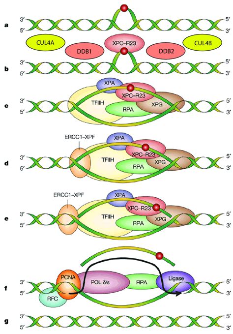 Mechanism Of Ner A Dna Damage Is Induced By Exogenous Factors