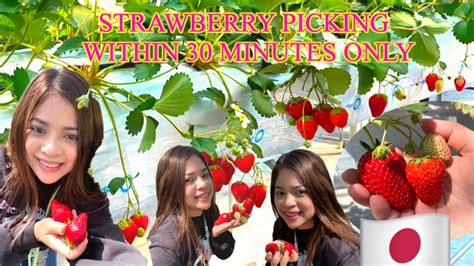 Strawberry Picking Within 30 Minutes Onlyjapan Youtube