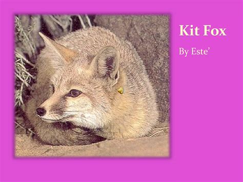 Kit Fox Ppt Free Download