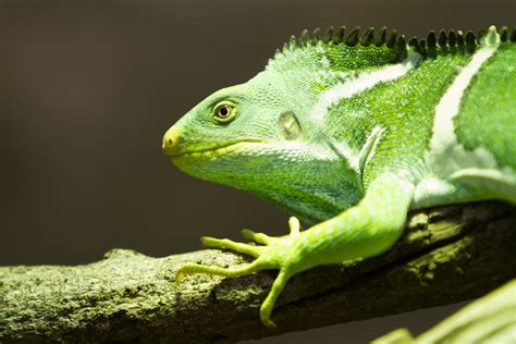 13 Rare And Endangered Types Of Lizards